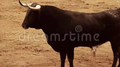 西班牙斗牛图片。 黑牛
